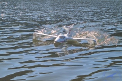 Dorffest Dollgow 2025